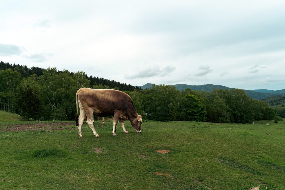 Cows