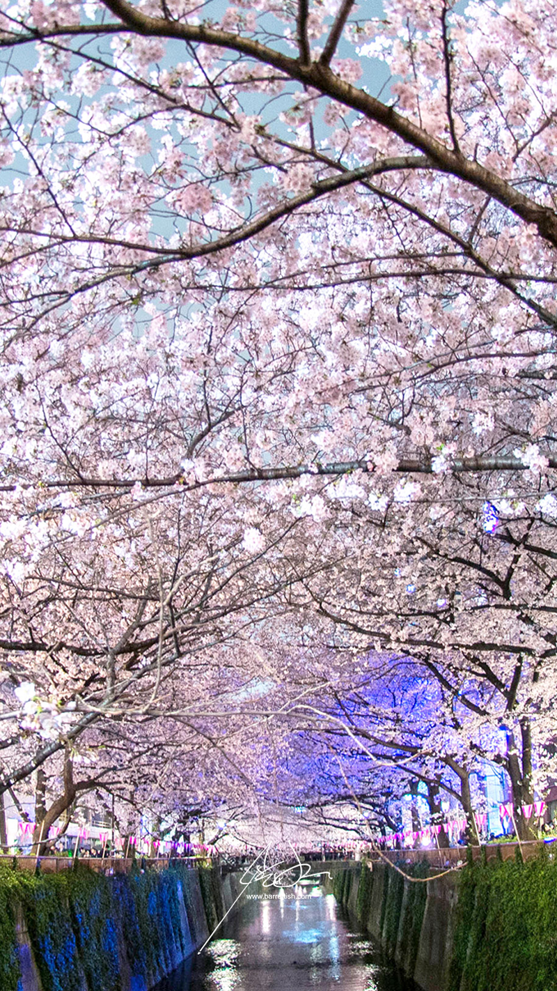 Download A beautiful flowering cherry blossom tree in Japan Wallpaper