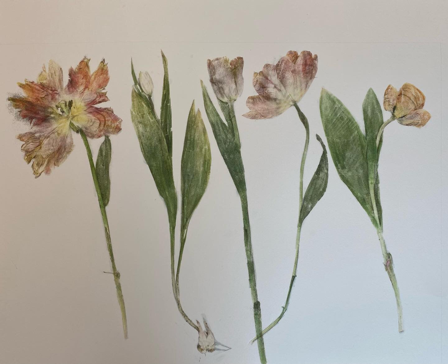Some experiments for a possible tulip wallpaper 🌷 #tulipwallpaper #tuliptextiles #pressedflowers #printedflowers #wallpaper