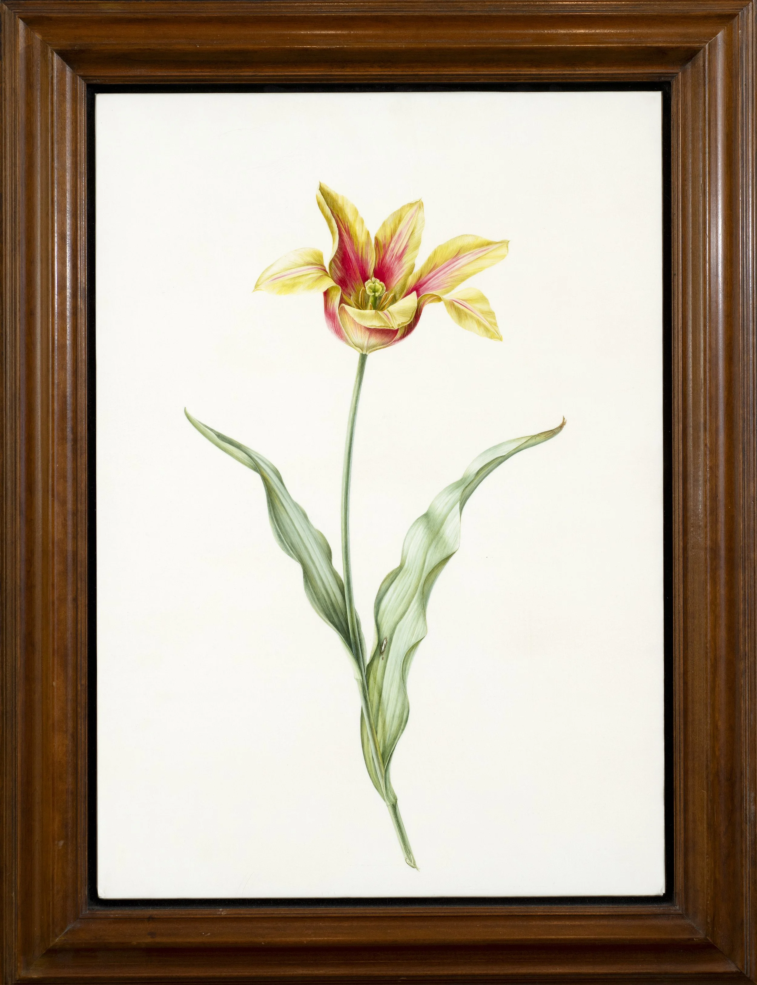 Brigid Edwards, Mrs Kaufmann's Tulip, 1996. Watercolour over pencil on vellum, 50.8 x 35.6cm