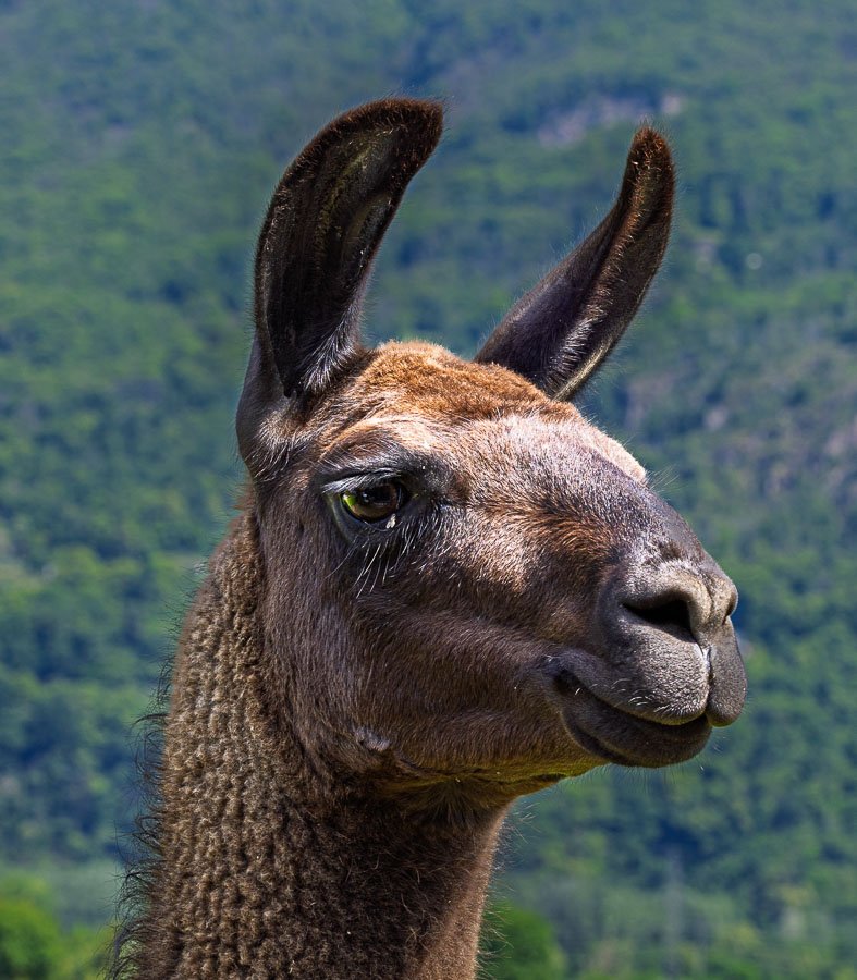Lama