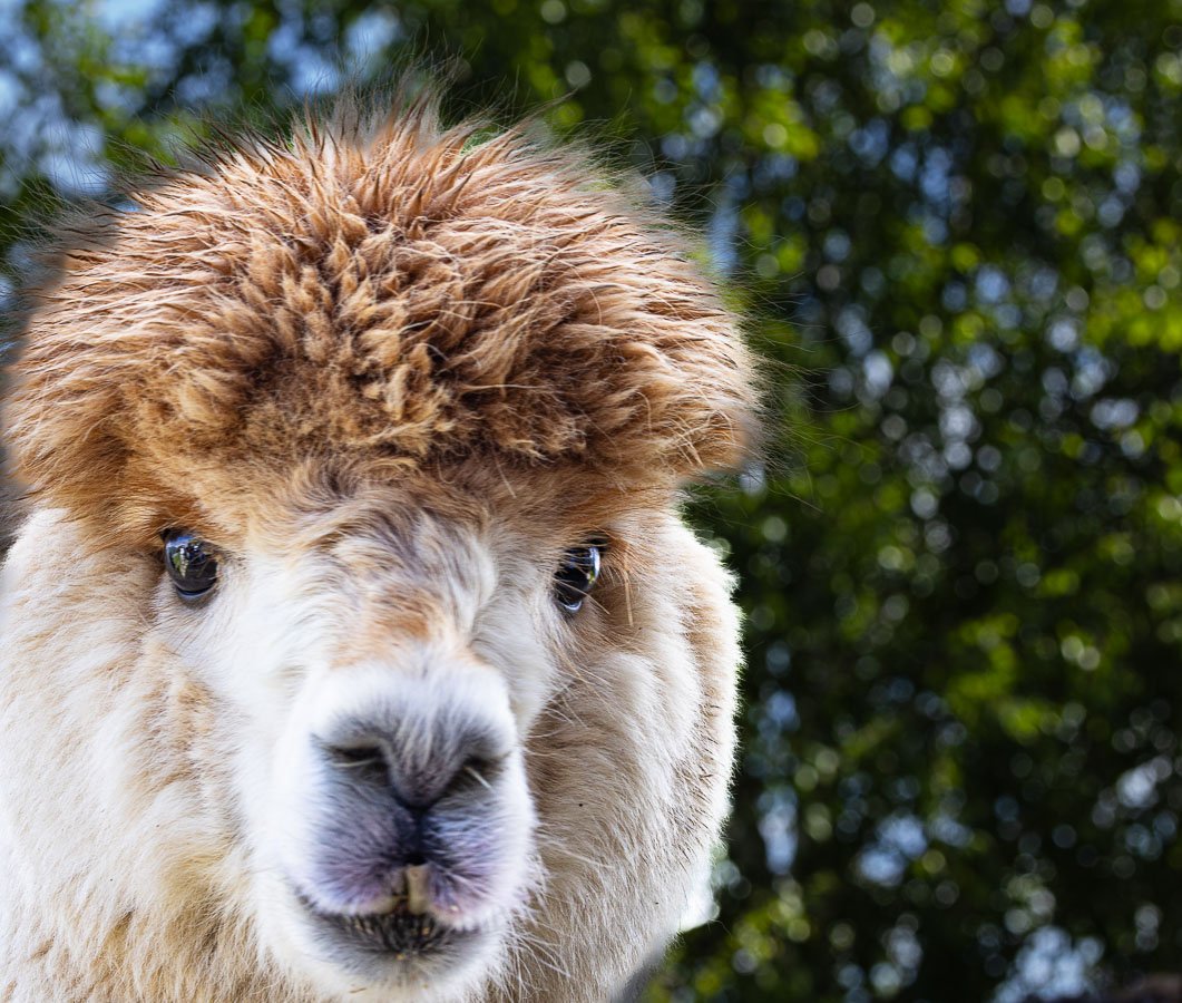 Alpaca