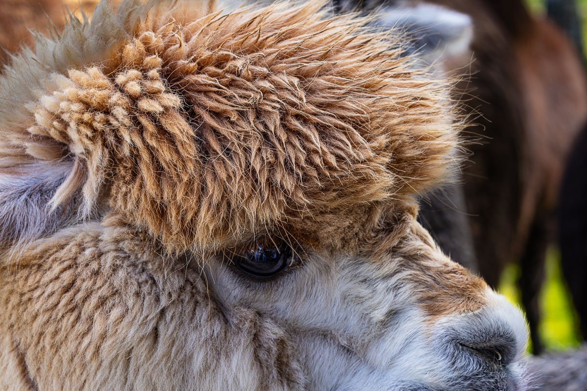 Alpaca