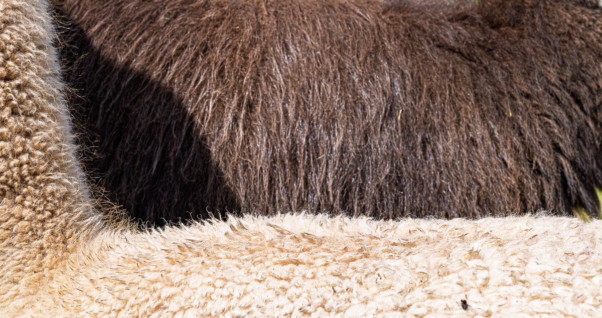 Lana di Alpaca
