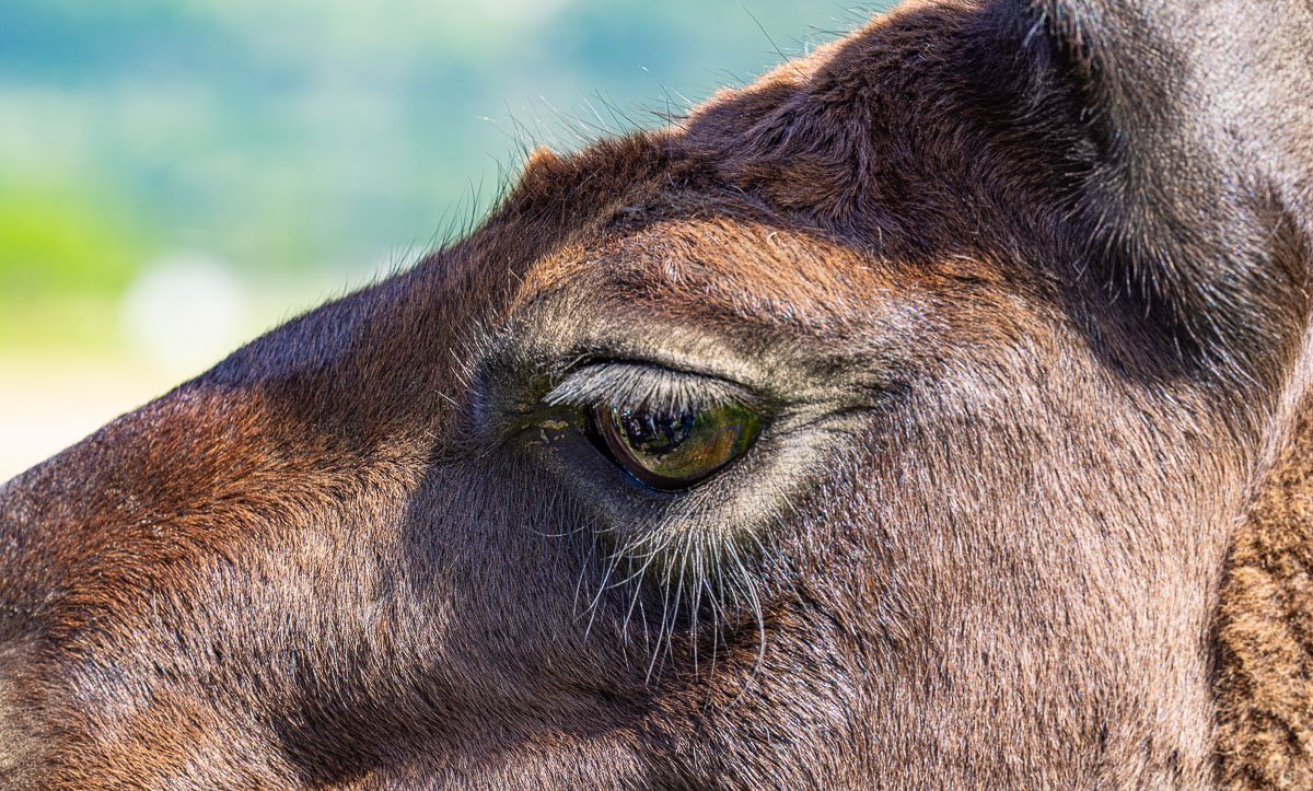 Lama