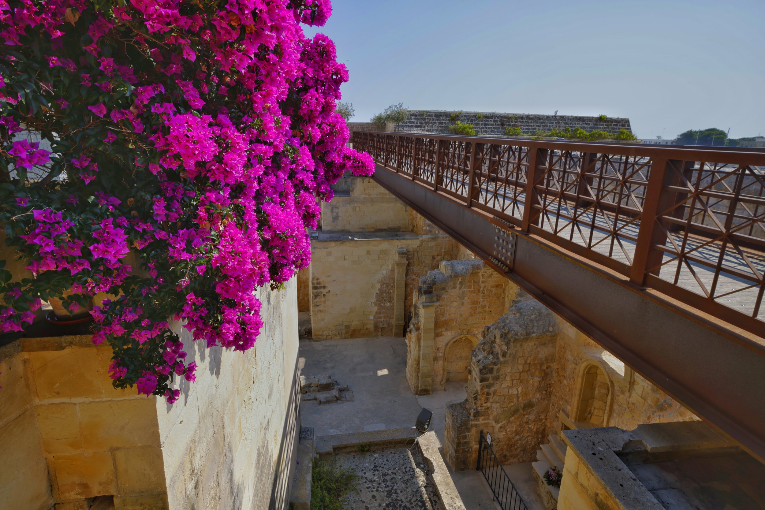 bougainvillea