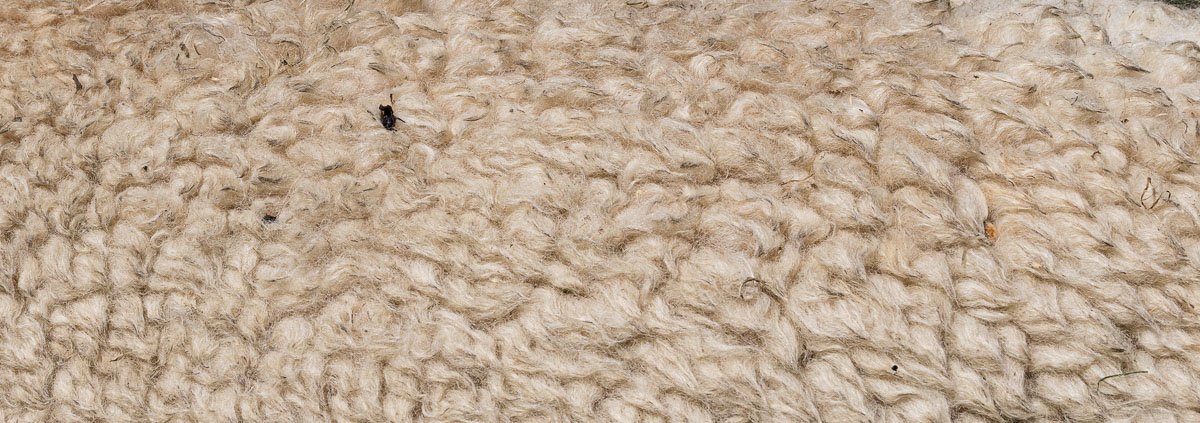Lana di Alpaca
