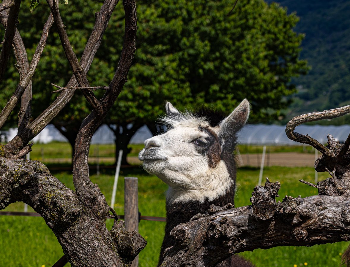 Alpaca