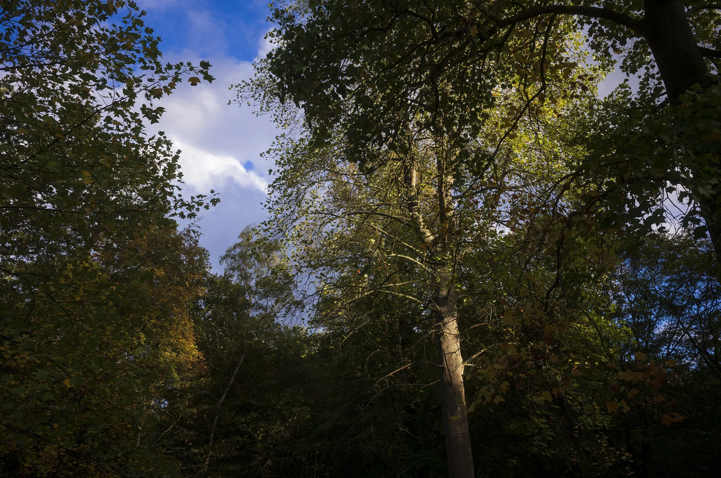 L1002616_2500.jpg