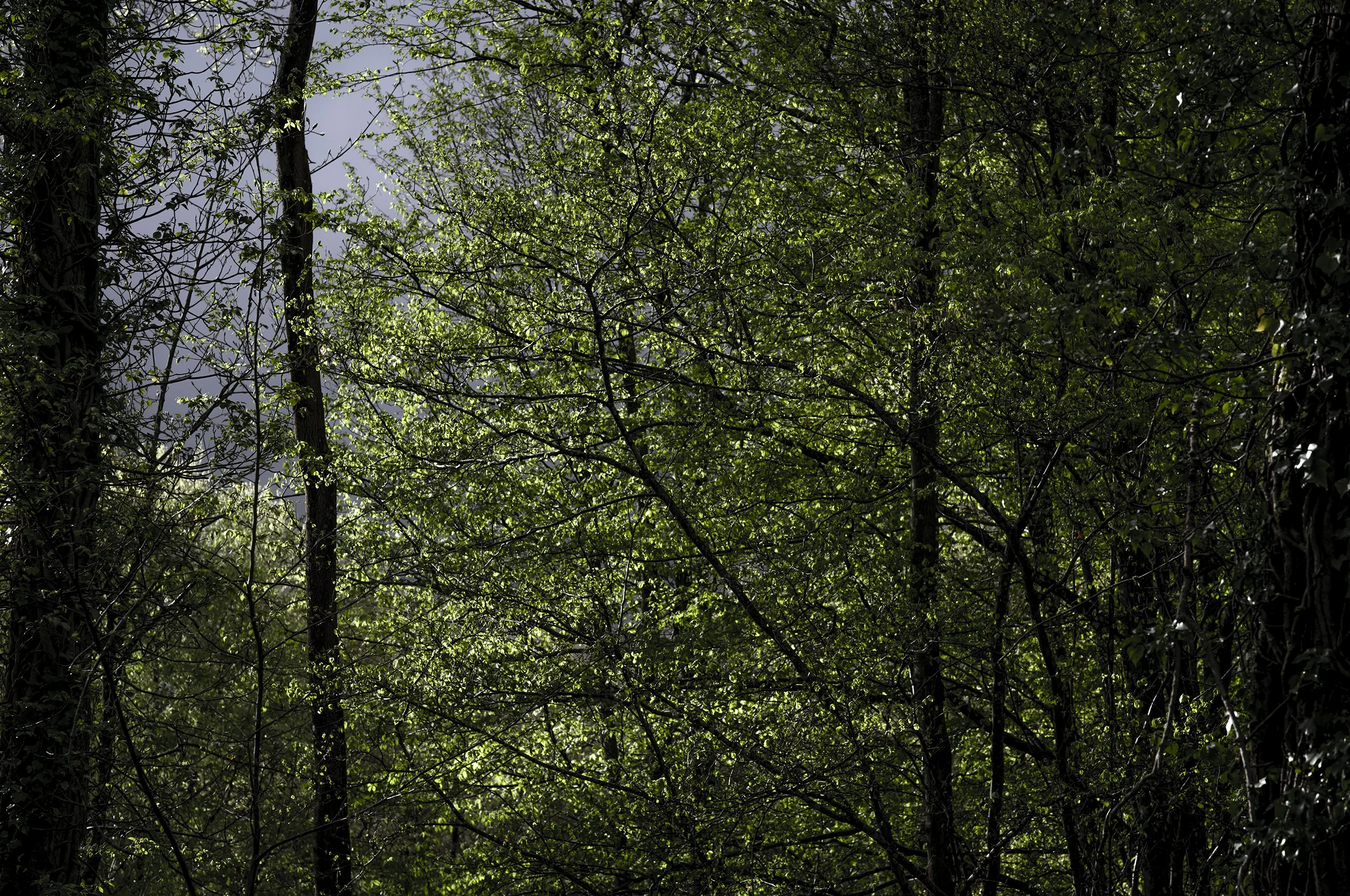 L1008940_2500.jpg