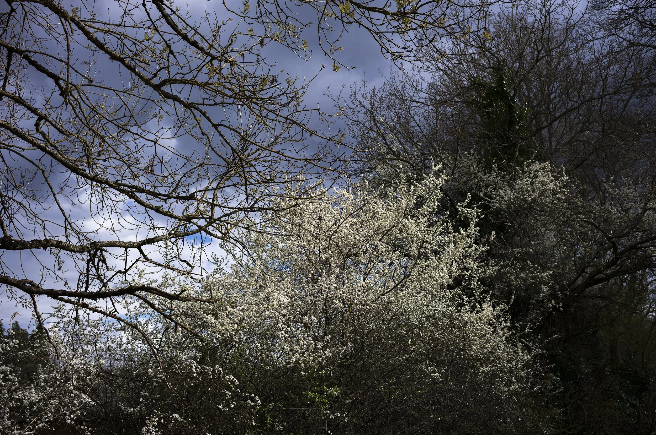 L1008455_2500.jpg