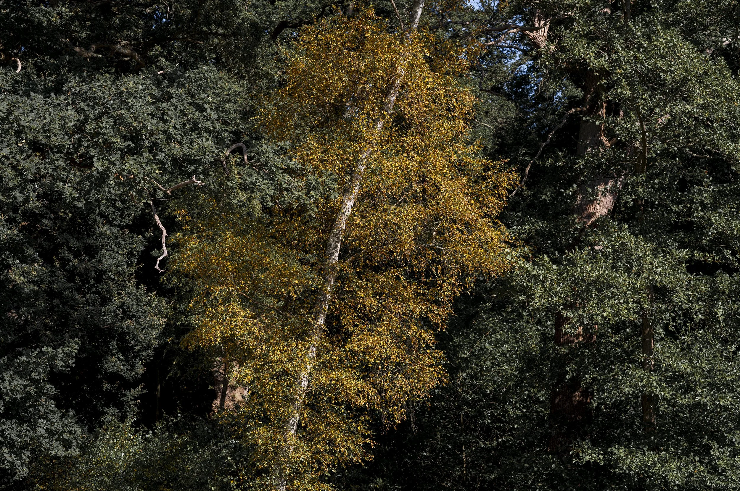 L1001329_2500.jpg