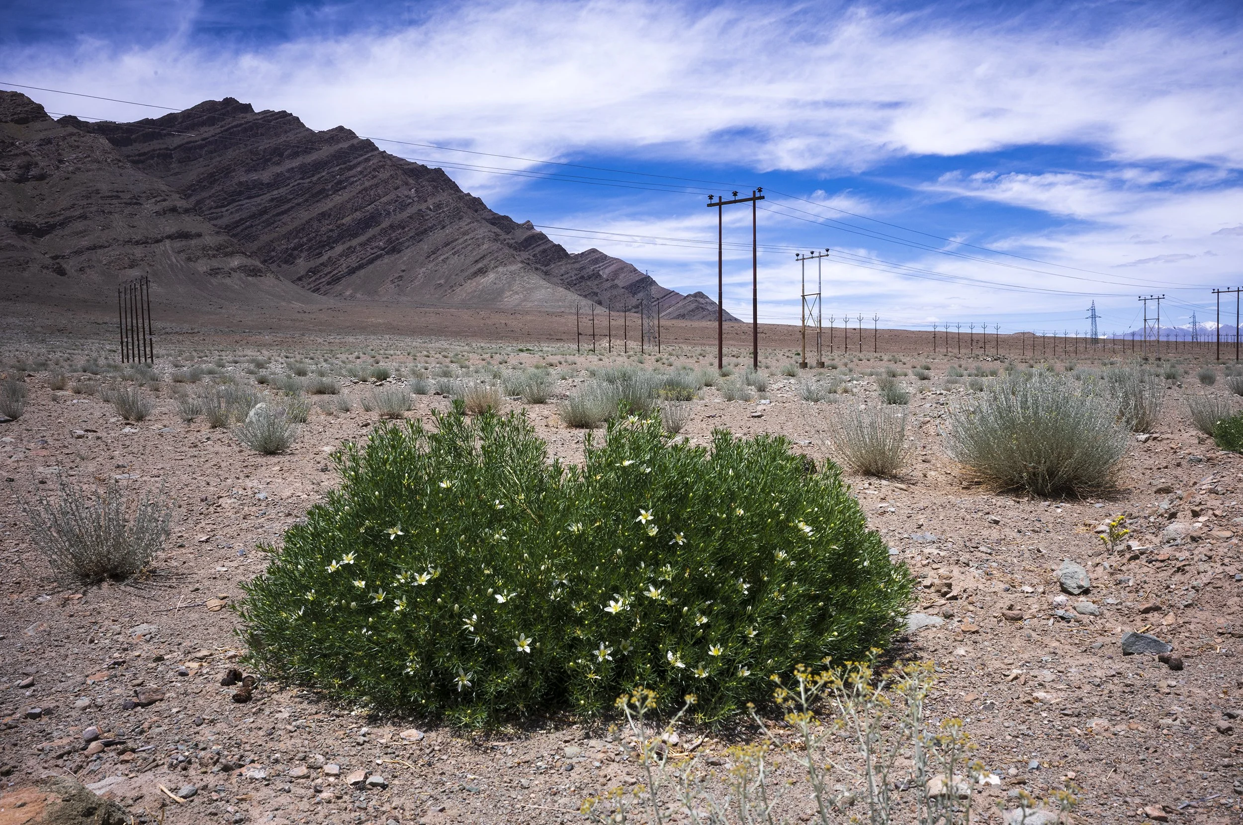 Peganum harmala (wild Rue) growing along the Keylong-Leh Road in Ladakh (the greening of Ladakh)