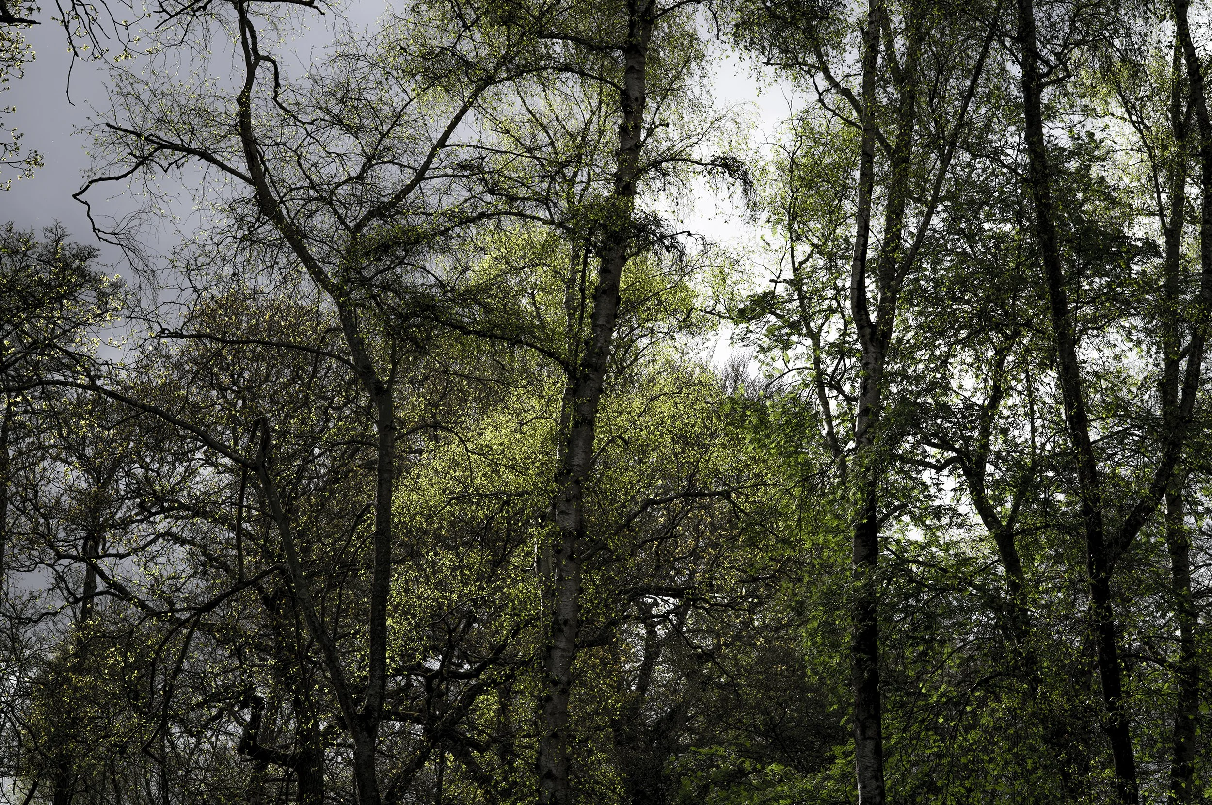 L1008886_2500.jpg