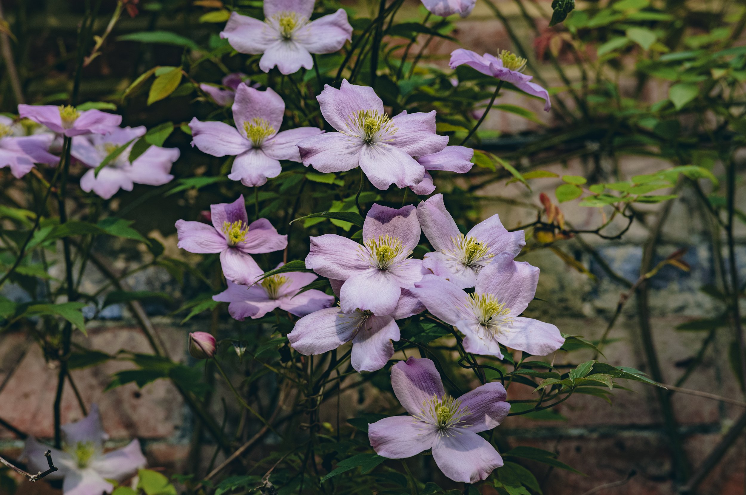 L1009325_2500.jpg