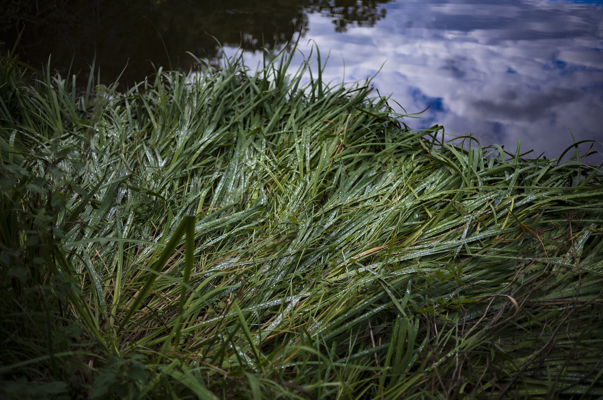 L1002390_2500.jpg