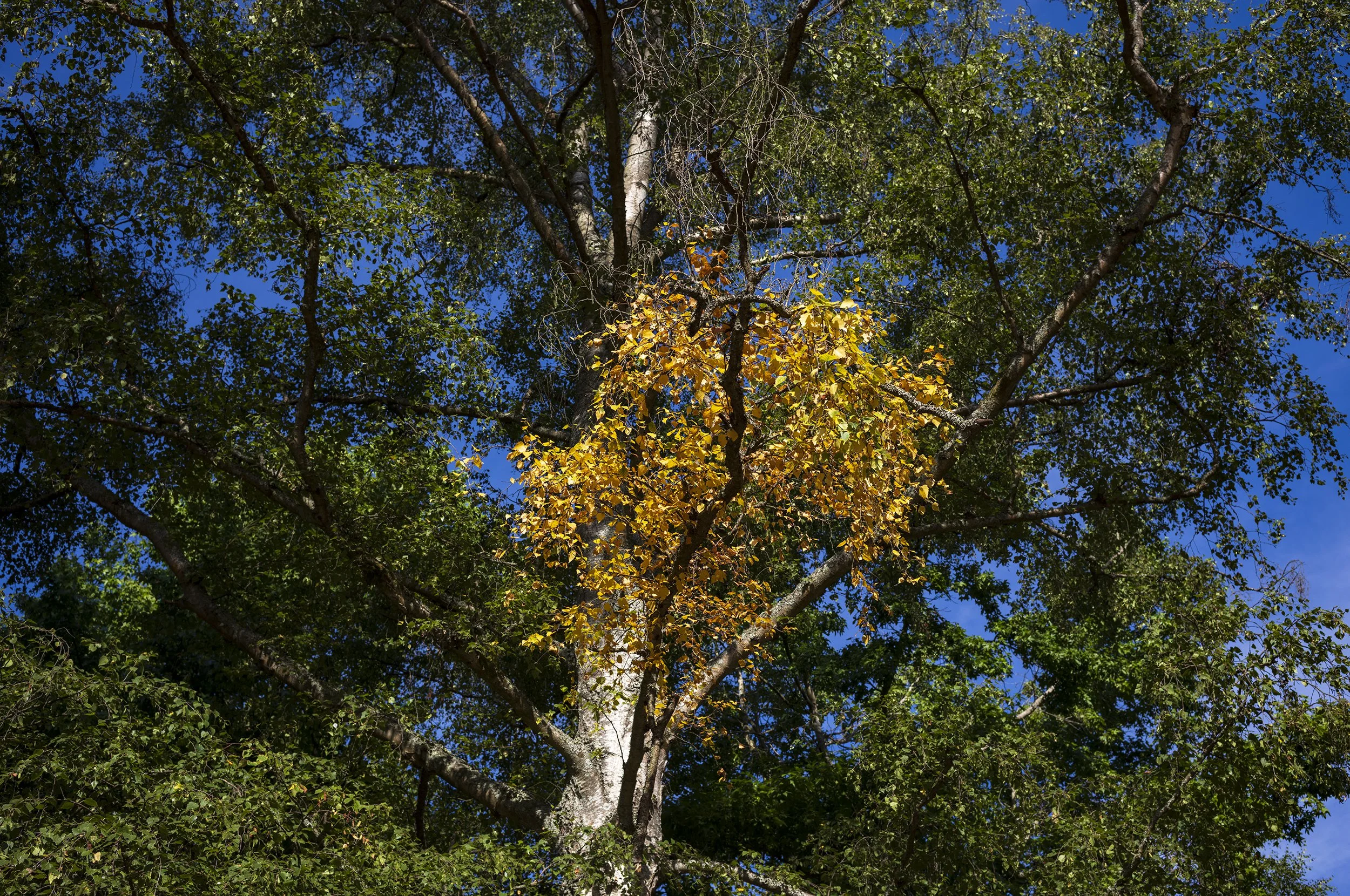 L1001596_2500.jpg