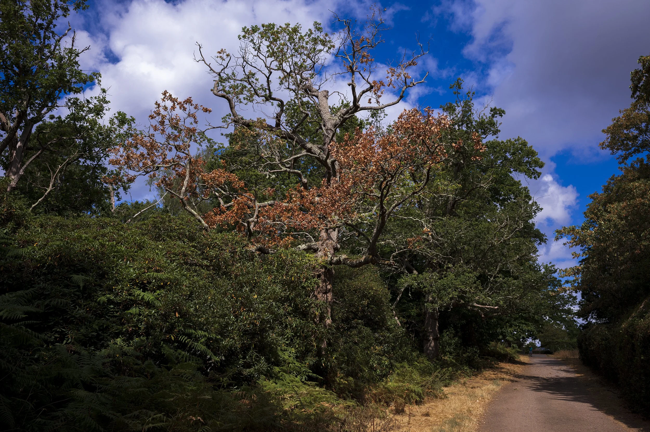 L1001427_2500.jpg
