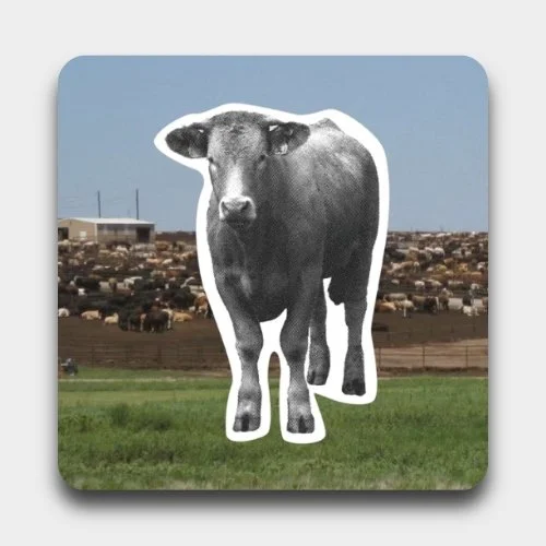 A large black and white photo of a steer with a black face, superimposed on a pastoral farm landscape.