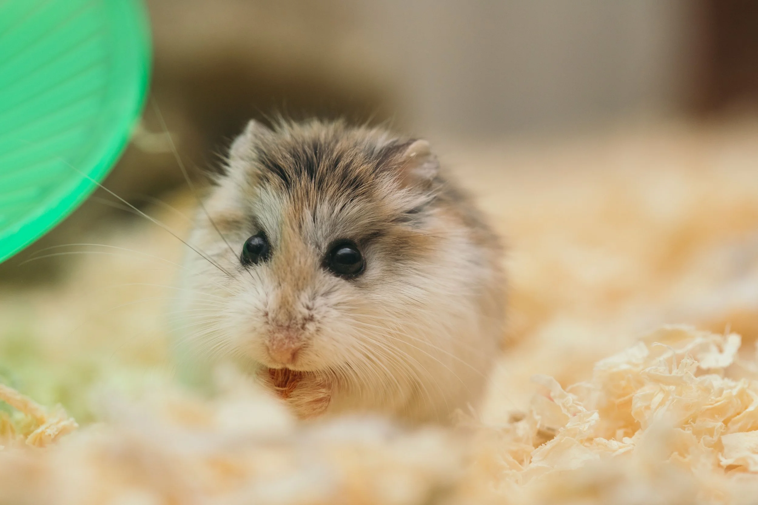 How to keep hamsters &amp; gerbils cool in a heatwave