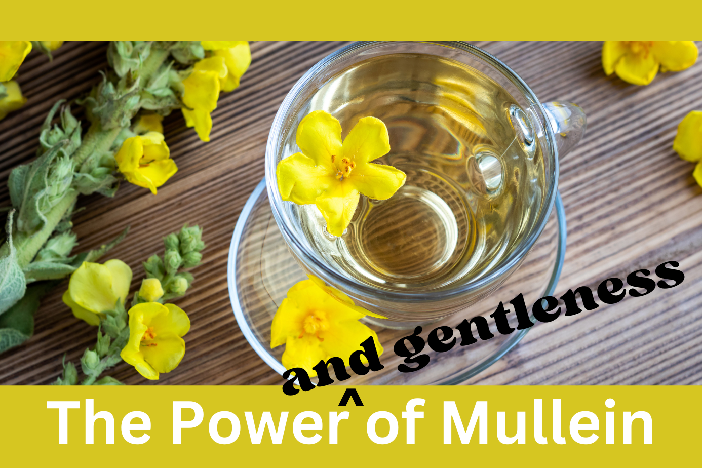 The Great Mullein Rescue