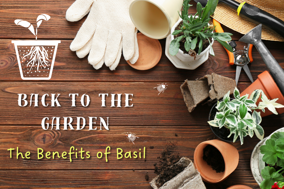 The Benefits of Basil