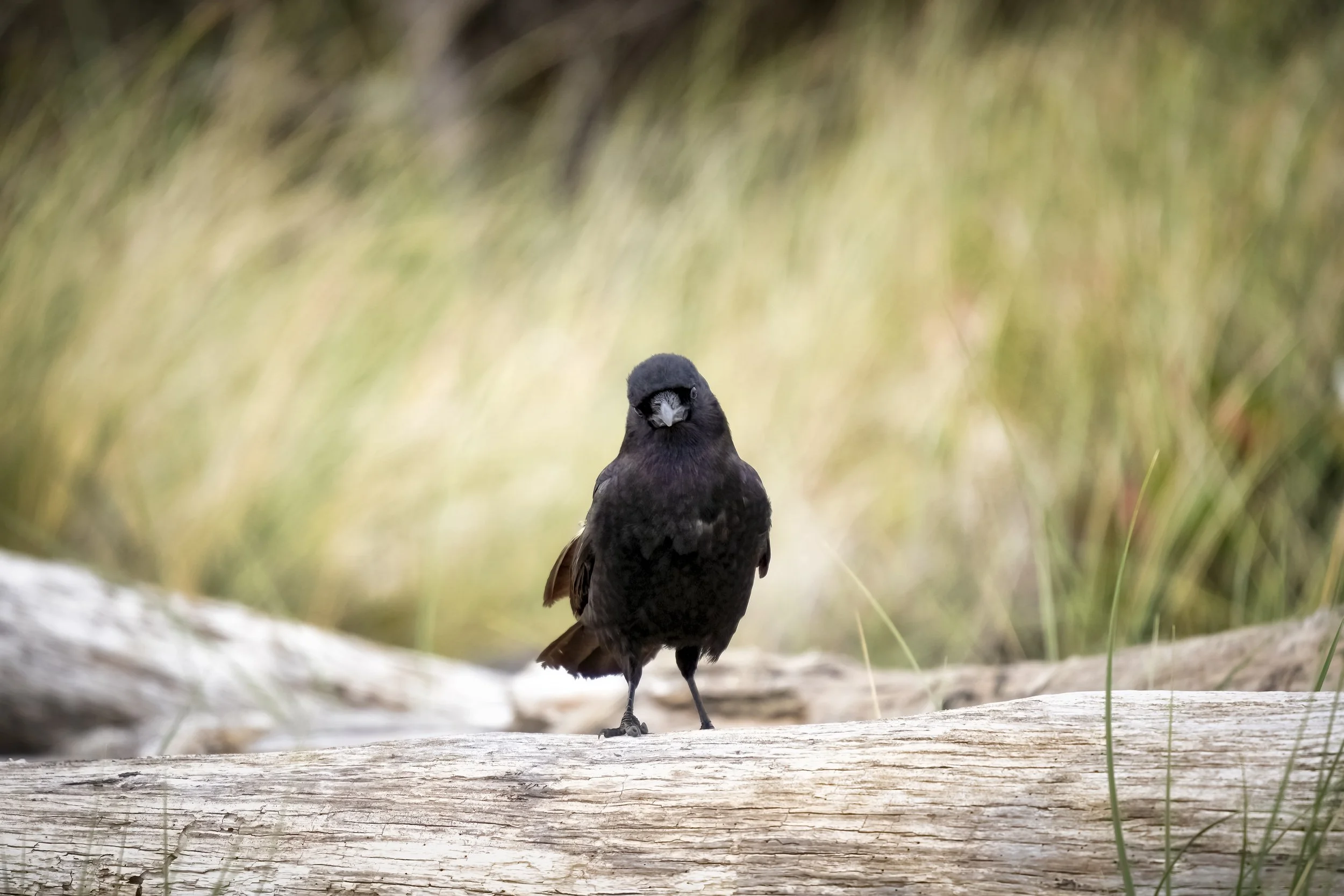 _A7N7048-Edit2.jpg