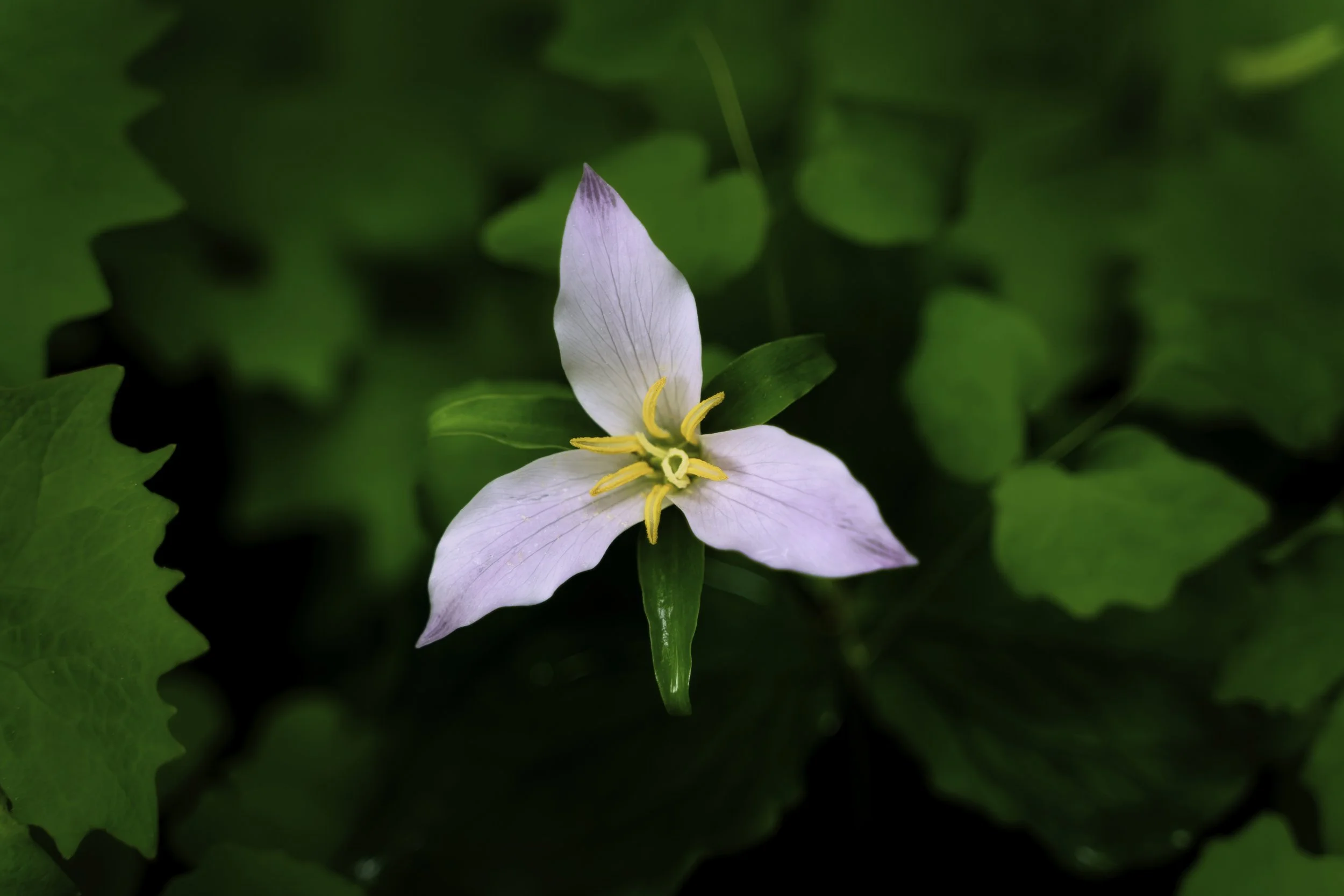 Trillium-1.jpg