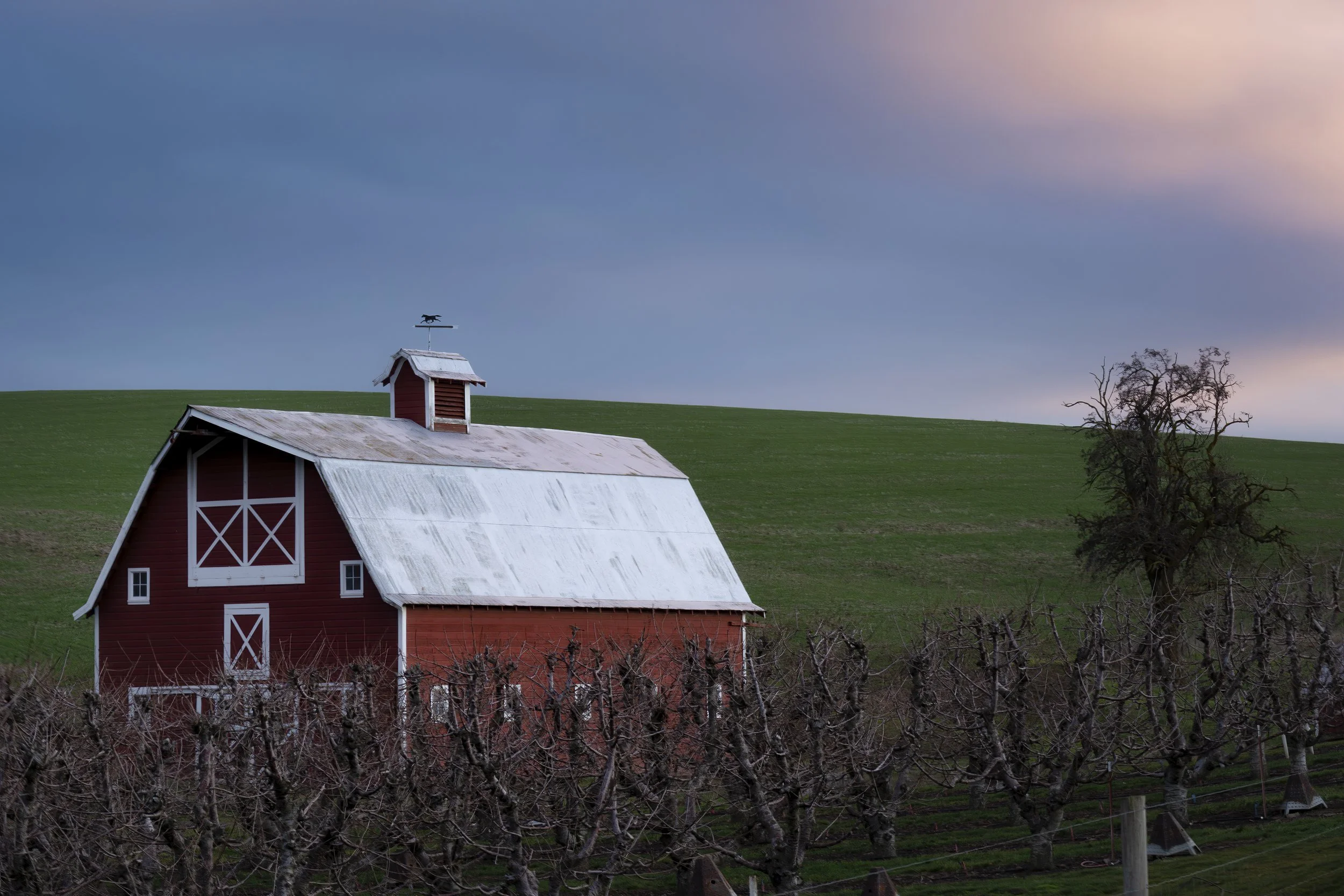A red barn with white trims and a weather vane on top, situated on a grassy hill, with barren vines in the foreground and a sunset sky in the background.