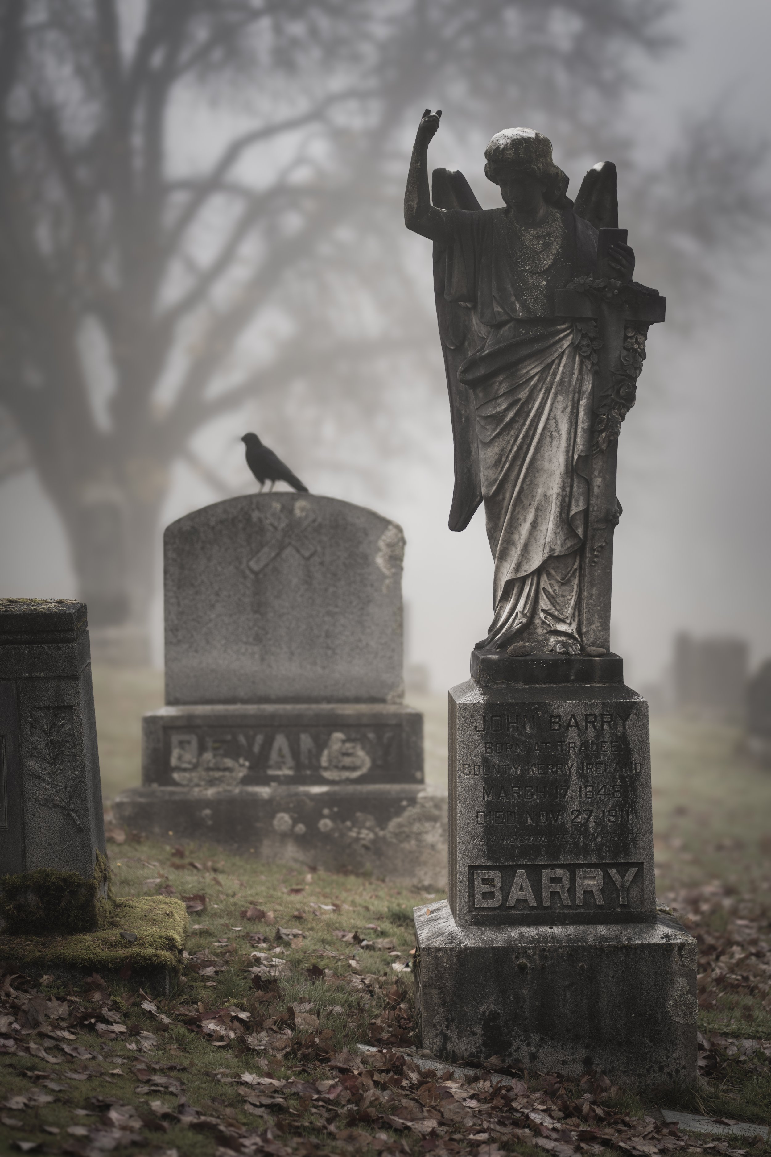 Crow-5.jpg