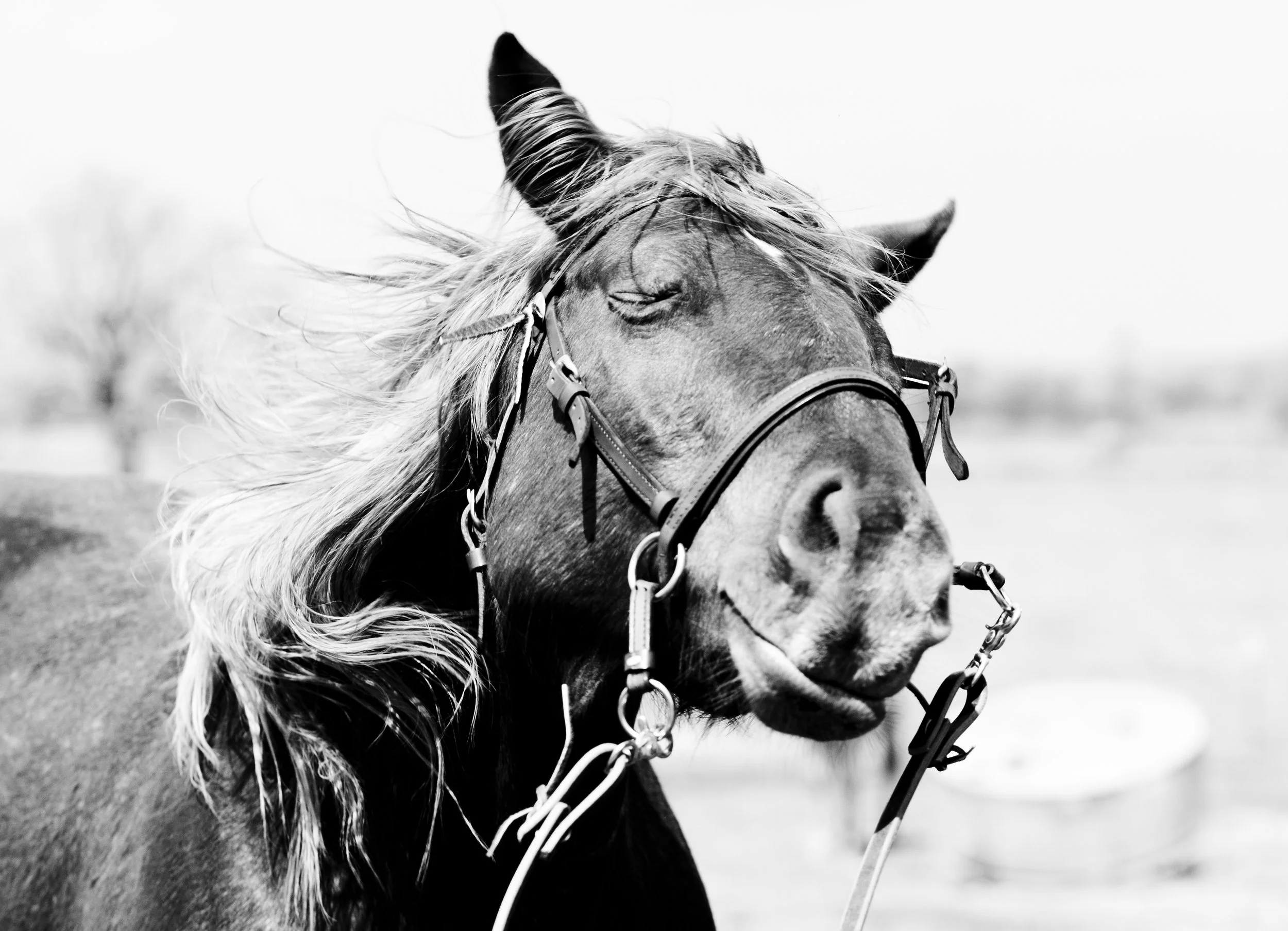 Black and white photo of a horse with a bridle, eyes closed, mane flowing, outdoors.