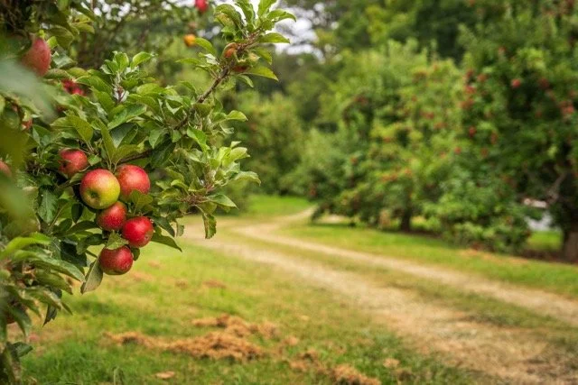 pilates &amp; apple picking