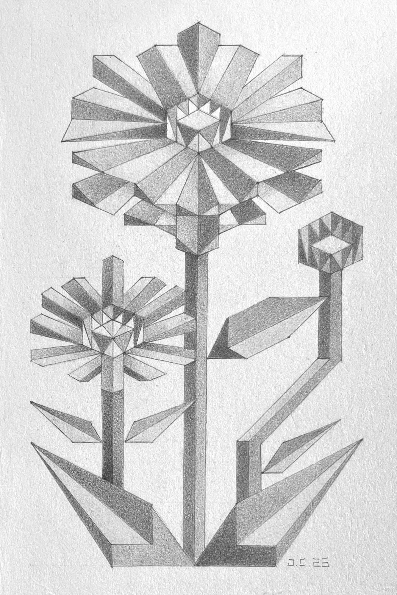 Zinnia: Graphite on 300lb Hot Press Paper- 4”x6”- 2026