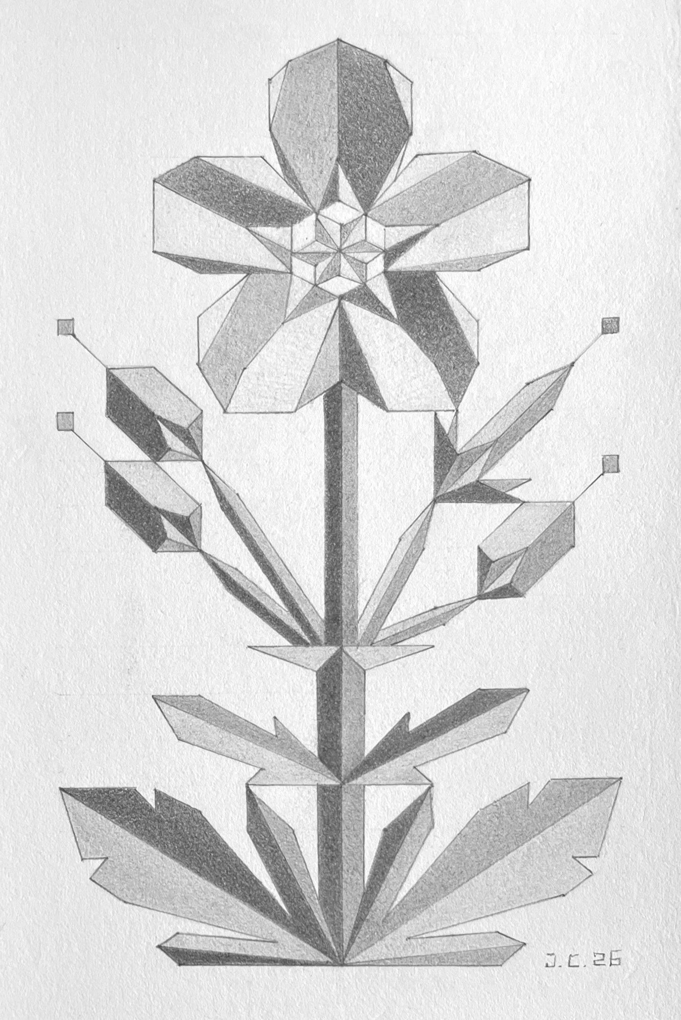 Wild Geranium: Graphite on 300lb Hot Press Paper- 4”x6”- 2026