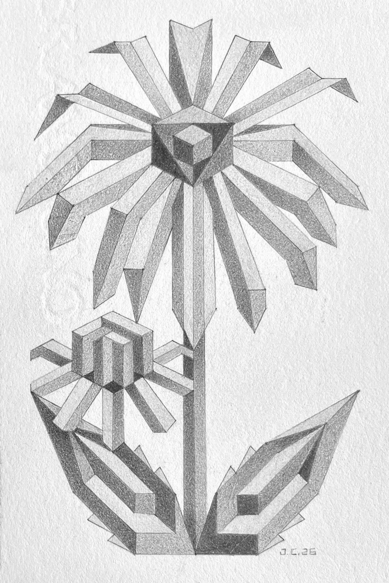 Black-eyed Susan: Graphite on 300lb Hot Press Paper- 4”x6”- 2026