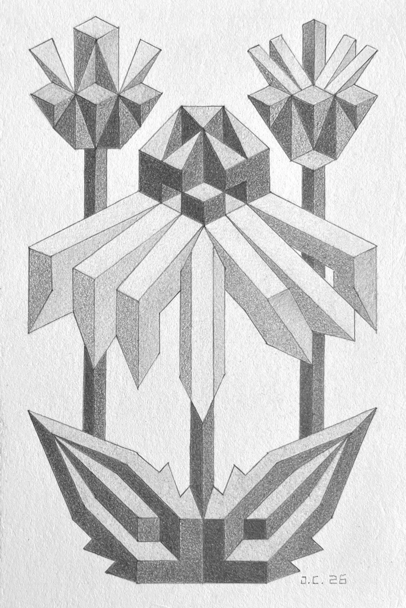 Echinacea: Graphite on 300lb Hot Press Paper- 4”x6”- 2026