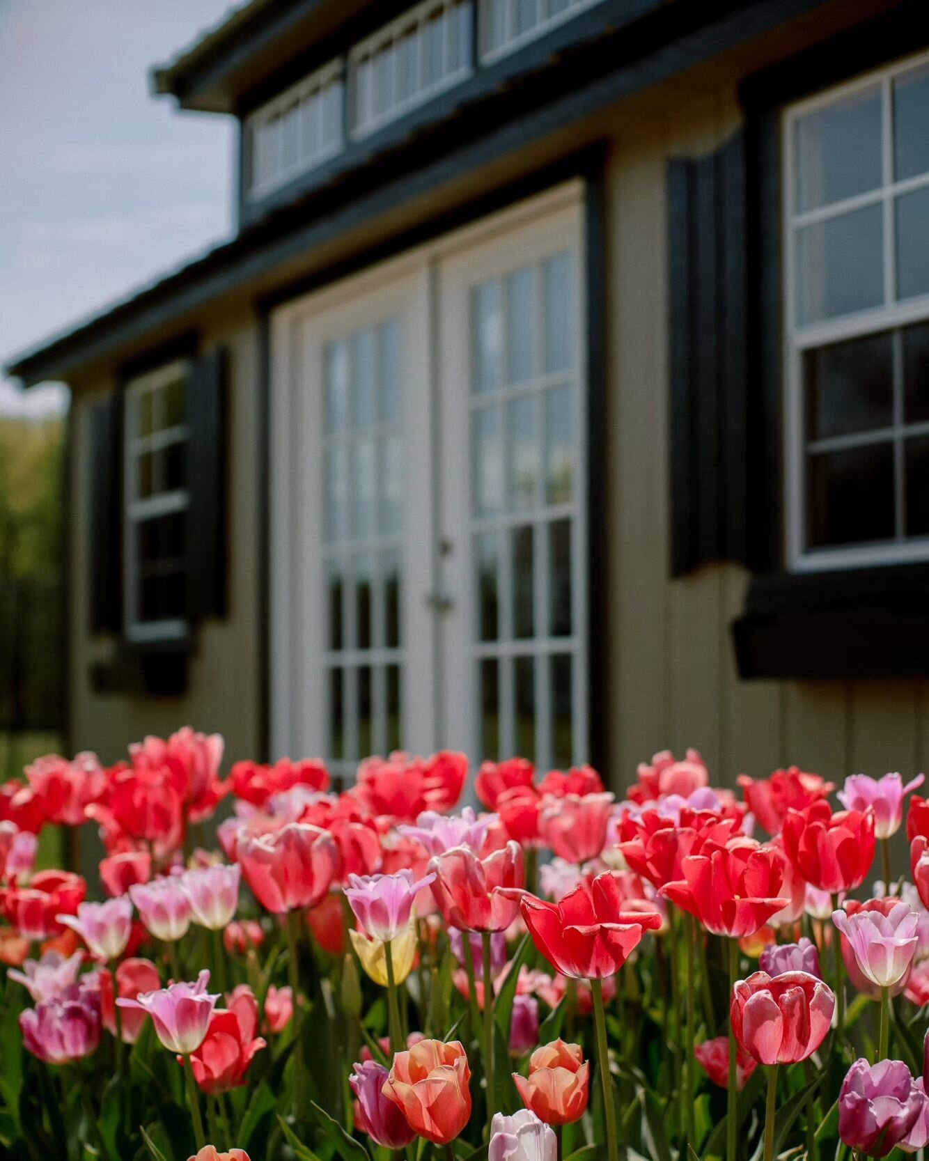 Tulips, hyacinths, and daffodils, oh my! Imagine a garden filled with the most enchanting blooms, situated behind the quaint charm of The Pickle Factory. 🌷Our secret garden at The Millhaven is silently beckoning the arrival of spring, preparing a vi