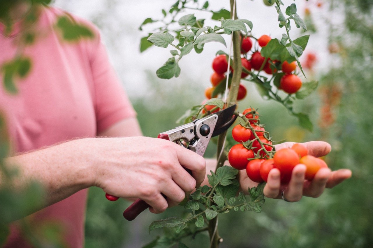 02_Digital_AFF21_RiseRoot_TomatoHarvest_CU Large.jpeg