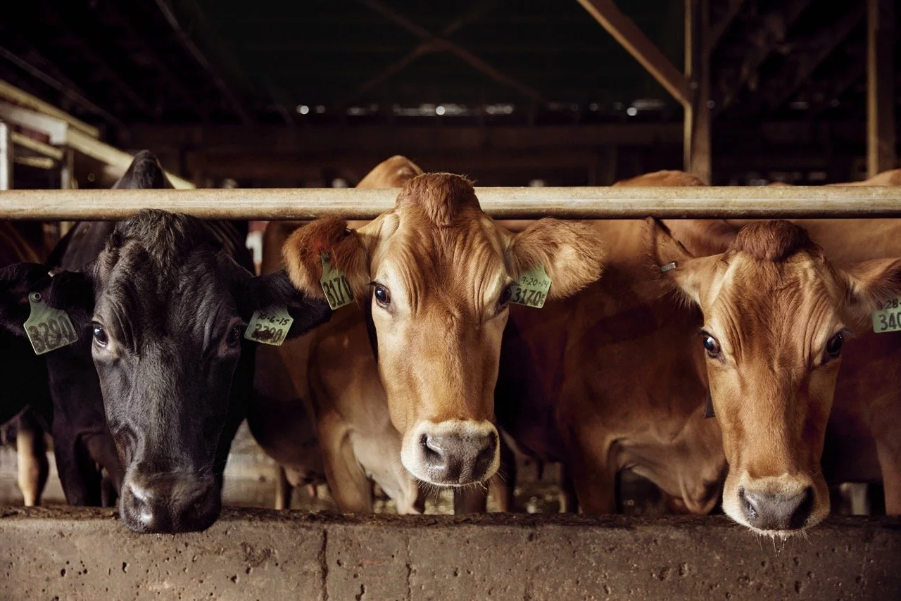 02_DIGITAL_Stewardship20_Cows Large.jpeg