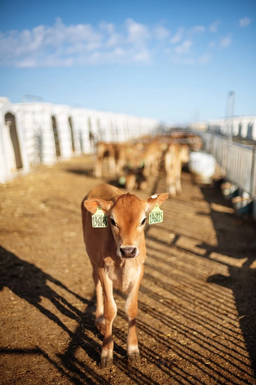 02_Digital_STE21_BOARDMAN_Calf Large.jpeg