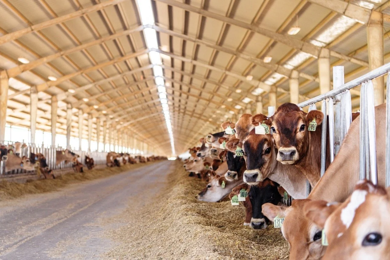 02_Digital_STE21_BOARDMAN_Barn_Cows Large.jpeg