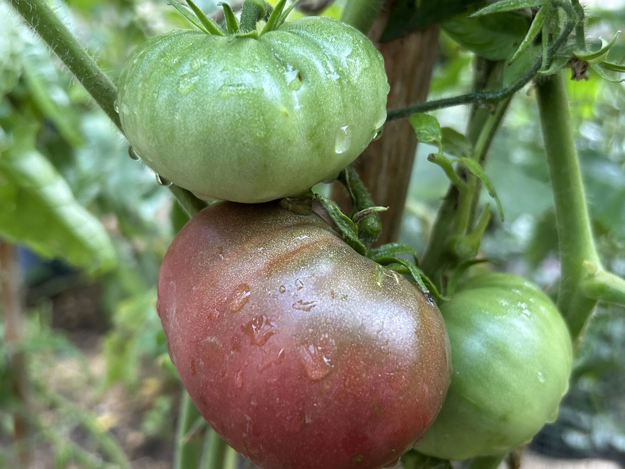 All About Tomatoes (And Asking The Right Questions)
