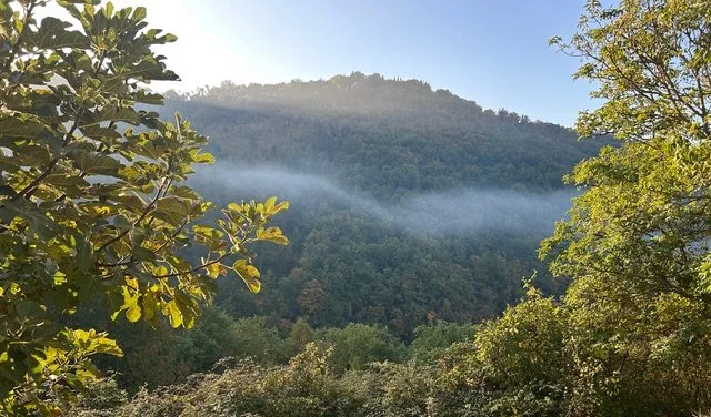 Forests and the Water Cycle
