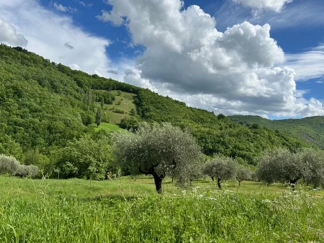 PERMANENT AGRICULTURE&nbsp;<em> PART I: TREE CROPS</em>