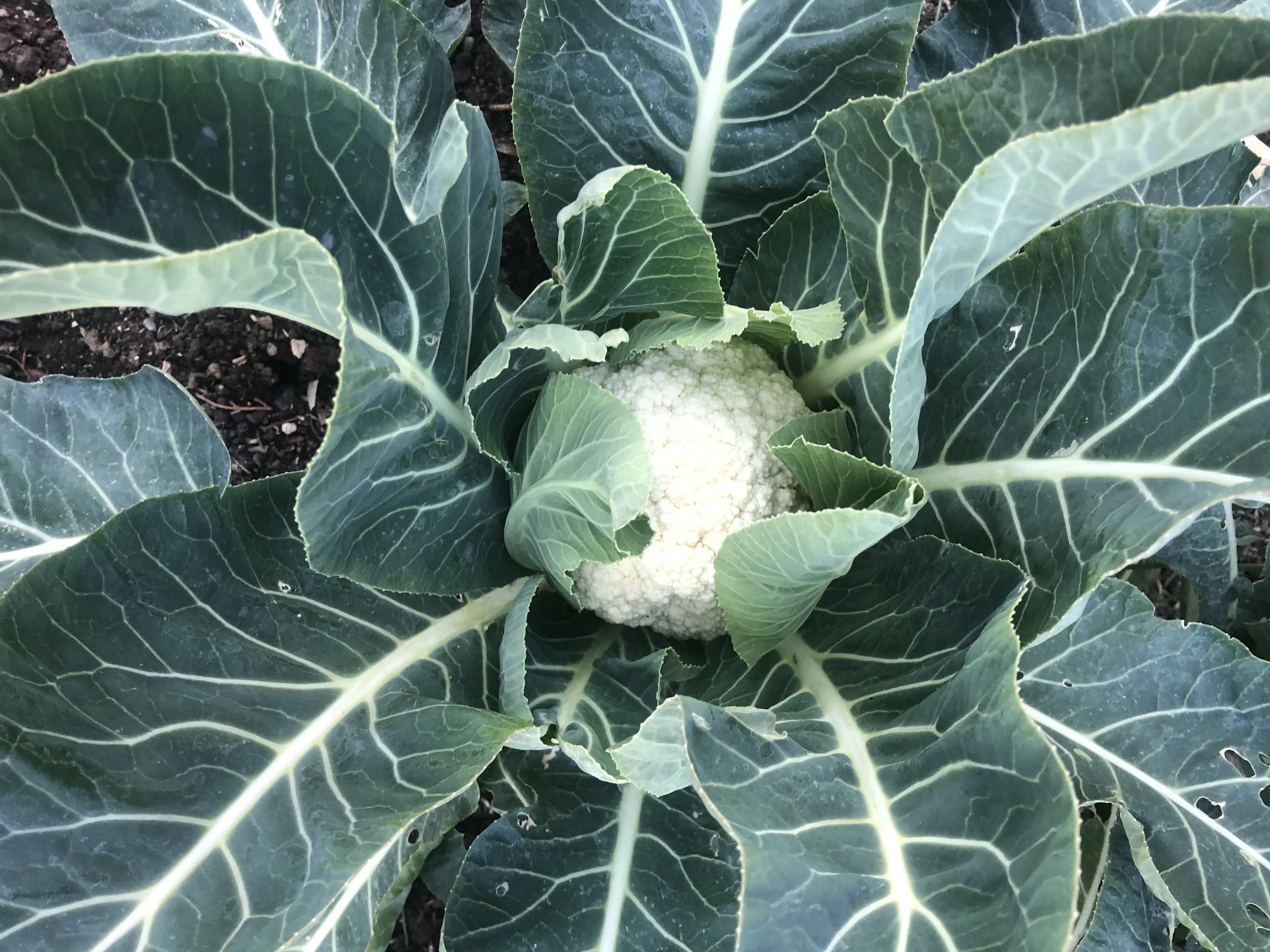 Finding Home <em>Part III: Food</em>