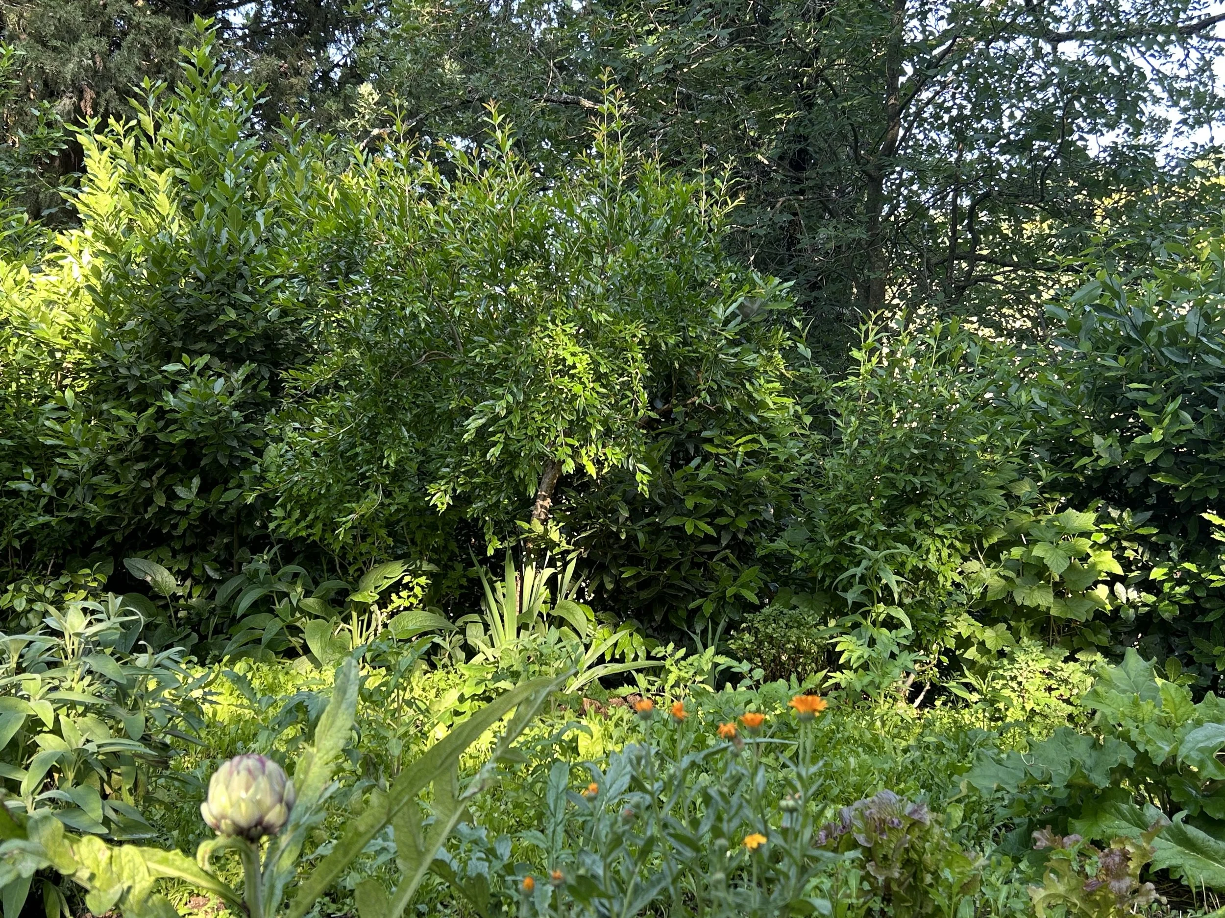 GOOD EARTH PART I <em> (and how to know it)</em>