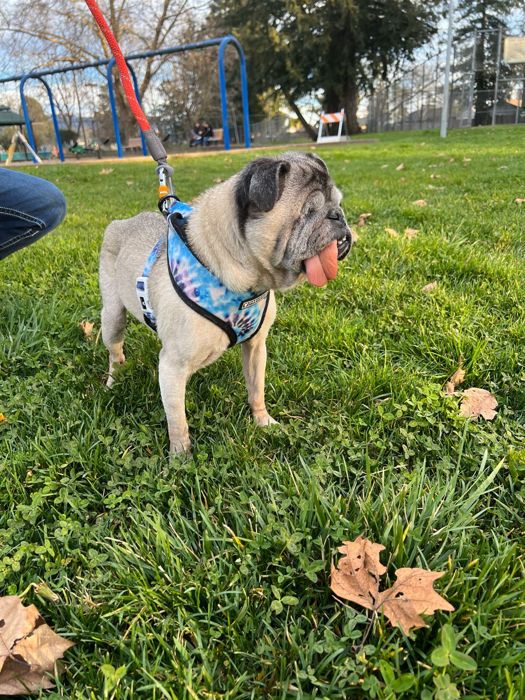 alfie-9.jpg