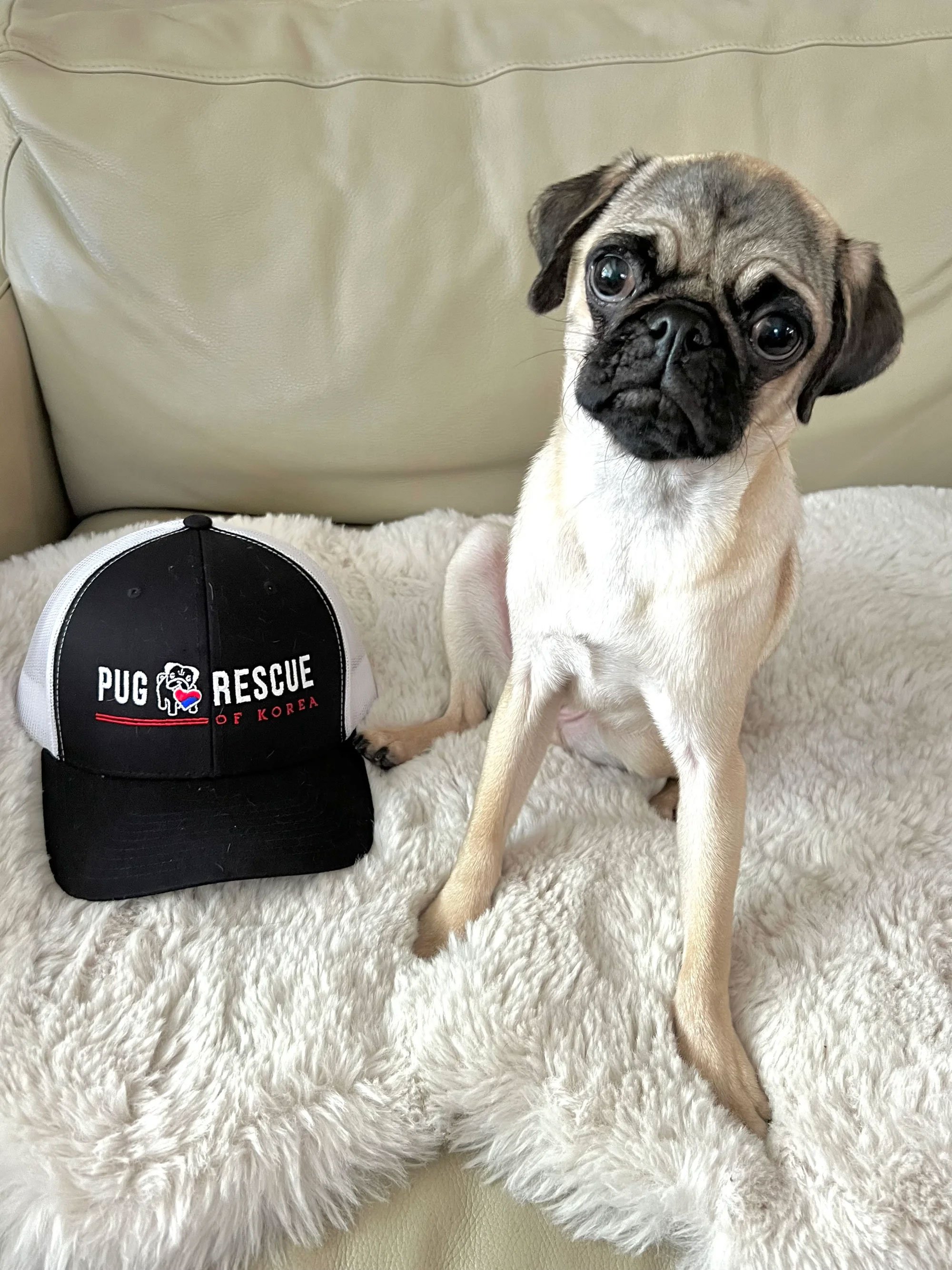 hat_with_pug.jpg