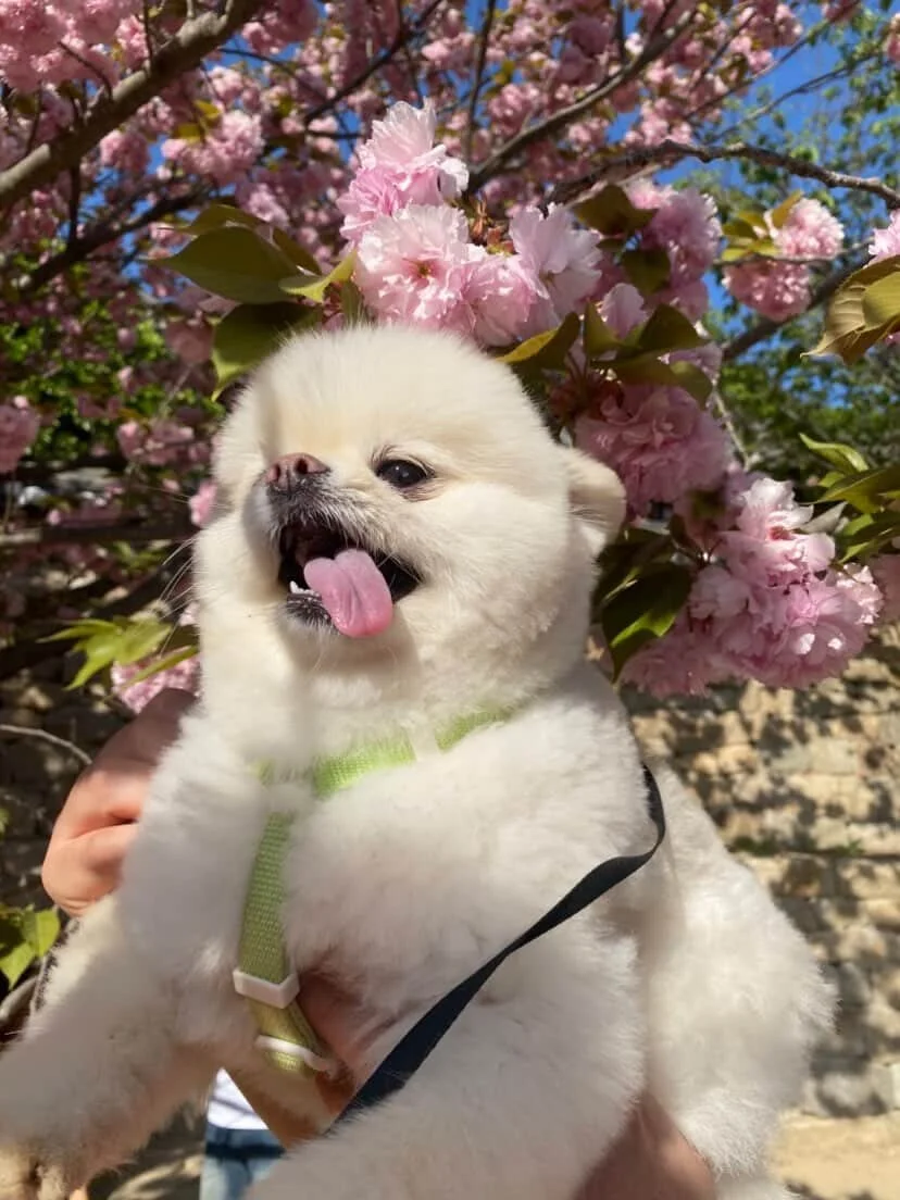 cherry blossom2.jpg