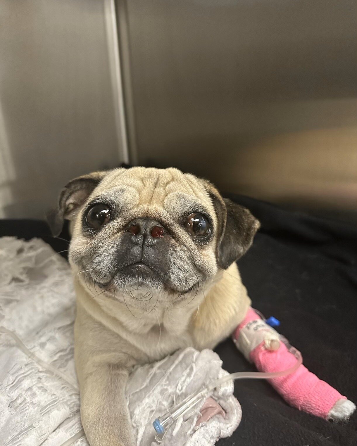 Yesterday, our foster girl, Sage, underwent surgery to repair...well, multiple issues!

She had stage 2 (out of 3 stages) laryngeal paralysis (loss of function in the nerve controlling the larynx), elongated soft palate, laryngeal saccules, and small